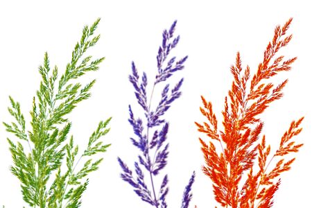 Fresh grass isolated on a white background.の写真素材