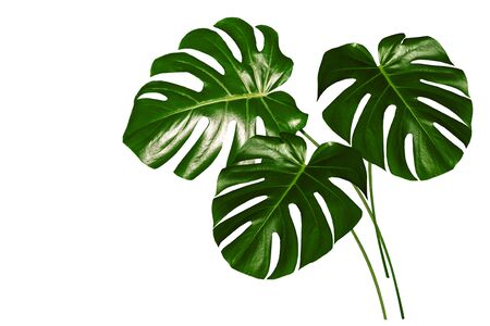 green leaf of a tropical flower monstera isolated on white background.の写真素材