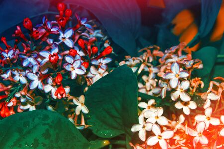 Bright and colorful flowers lilac
on the background of spring landscape.の写真素材
