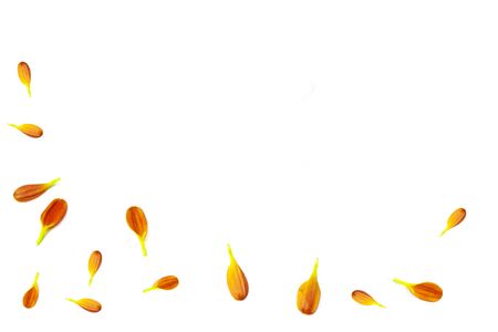 Colorful autumn flowers of chrysanthemum. Natural floral background. Petalsの写真素材