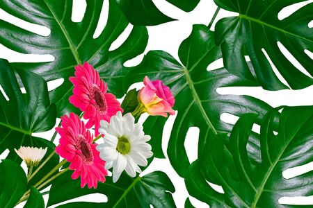 green leaf of a tropical flower monstera isolated on white background.の写真素材