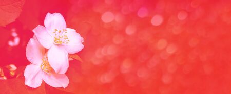 White jasmine. The branch delicate spring flowers. natureの写真素材