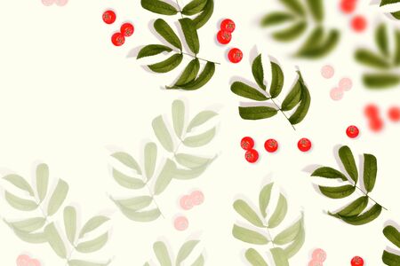 Bunches of red rowan berries on a white background. frameの写真素材