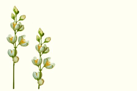 branch of jasmine flowers isolated on white background. natureの写真素材