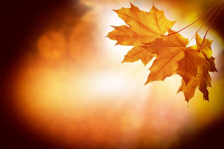 maple. autumn landscape with bright colorful leaves. Indian summer. foliage