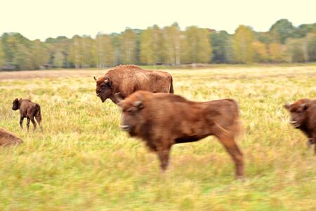 Large horned animals are European bison. Nature.の写真素材