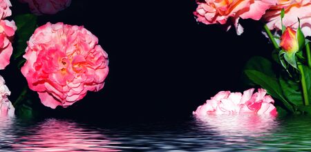 Bright colorful flower rose. Floral background.