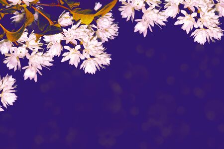 Blossoming branch deutzia. Bright colorful spring flowers. Beautiful nature scene. Hydrangeaceaeの写真素材