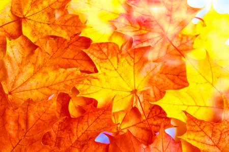 Autumn background with bright colorful leaves. Indian summer. foliage