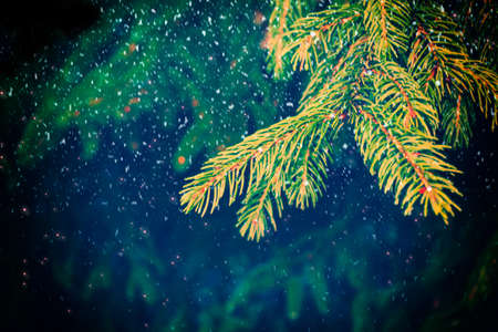 Frozen winter forest with snow covered trees. outdoorの写真素材