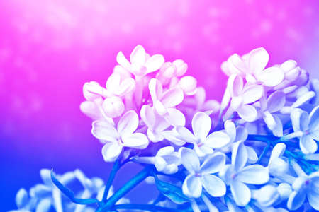 Bright and colorful flowers lilac on the background of spring landscape.の写真素材