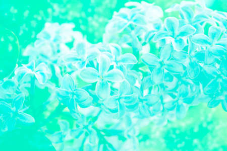 Natural floral blurred background. Gentle sprig of spring flowers lilac.の写真素材