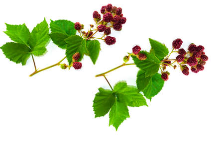 Branch delicious ripe blackberries isolated on white background. Nature.