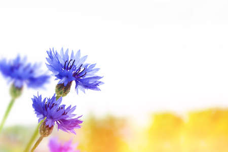 Bright colorful Cornflower flower knapweed, Centaurea. outdoorsの写真素材