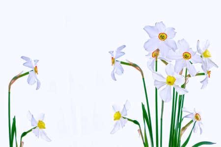 spring flowers narcissus isolated on white background. natureの写真素材