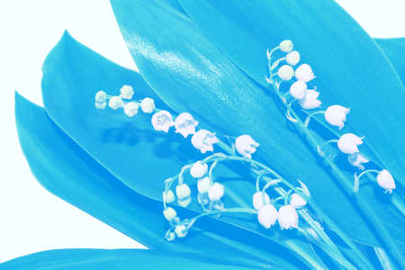 Lily of the valley flower on white background. natureの写真素材