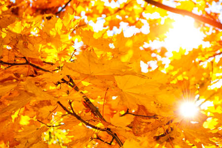 maple. autumn landscape with bright colorful leaves. Indian summer. foliage