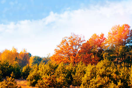 autumn fall leaves forest colorful foliage. Indian summer.
