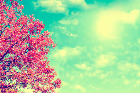 maple. autumn landscape with bright colorful leaves. Indian summer. foliageの写真素材