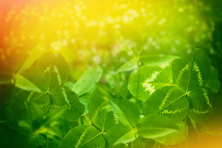 Green clover leaves on a background summer landscape. St. Patrick 's Dayの写真素材