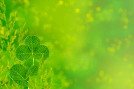 Green clover leaves on a background summer landscape. St. Patrick 's Day
