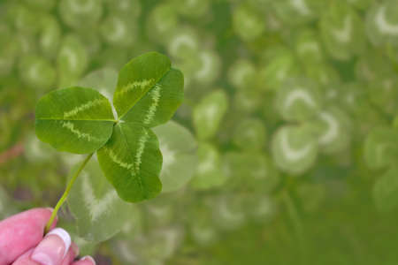 Woman's hand with a green flower for good luck. Four leaf clover.の写真素材