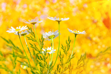 Blurred. White bright daisy flowers on a background of the summer landscape. outdoorsの写真素材