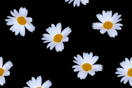 aromatic European plant of the daisy family, with white and yellow flowers isolated on black background. Wildflowers chamomileの写真素材