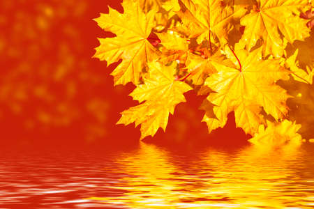 maple. autumn landscape with bright colorful leaves. Indian summer. foliageの写真素材