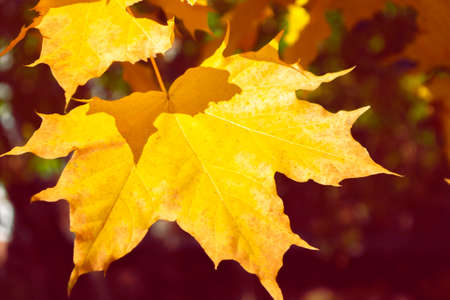 maple. autumn landscape with bright colorful leaves. Indian summer. foliageの写真素材