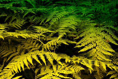 Summer landscape with leaves. Natural floral background. Fern in the forest.の写真素材