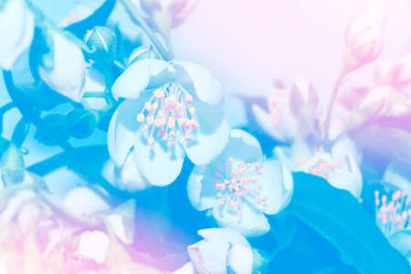 White jasmine. The branch delicate spring flowers. nature