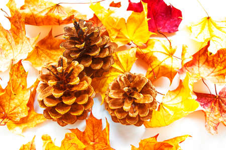 colorful autumn background of leaves and coniferous cones. Indian summer.