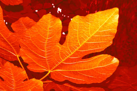 autumn landscape with bright colorful leaves. Indian summer. foliage.