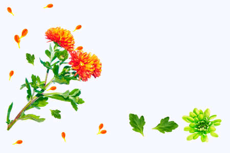 Colorful autumn flowers of chrysanthemum on a white background. natureの写真素材