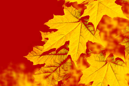 autumn landscape with bright colorful leaves. Indian summer. foliage.
