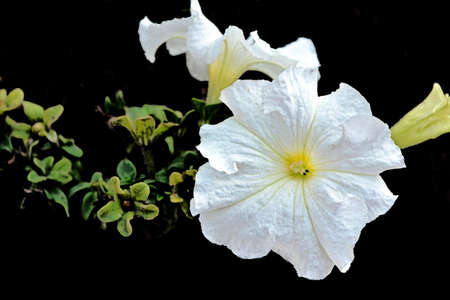Flowers Isolated on black Background, Fresh plant of the genus Ipomoea in the family Convolvulaceae, especially a morning glory.の写真素材