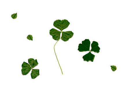 green clover leaves isolated on white background. St. Patrick 's Day. natureの写真素材