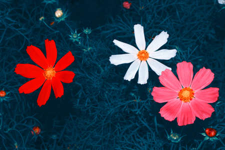 Colorful cosmos flowers on a background of summer landscape. natureの写真素材