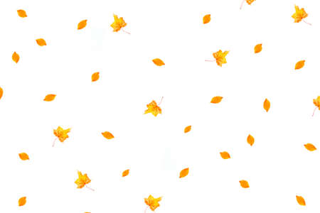 Bright autumn maple leaf on a white background. foliage