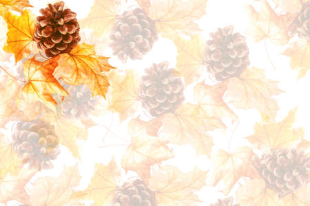 Bright and colorful autumn leaves on a white background. coniferous cones. Indian summer.の写真素材