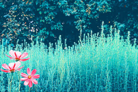 Colorful cosmos flowers on a background of summer landscape.の写真素材