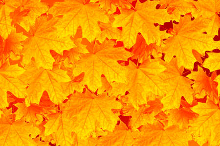 autumn landscape with bright colorful leaves. Indian summer. foliage.の写真素材