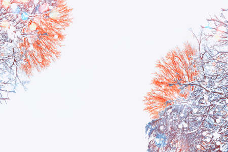 Frozen winter forest with snow covered trees. outdoor. Festive Christmas card.の写真素材