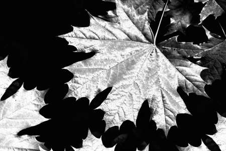 Black and white. autumn landscape with leaves. Indian summer. foliage.