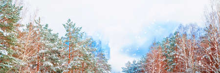 Frozen winter forest with snow covered trees. outdoorの写真素材