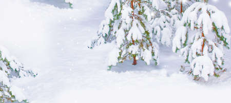 Frozen winter forest with snow covered trees. outdoor