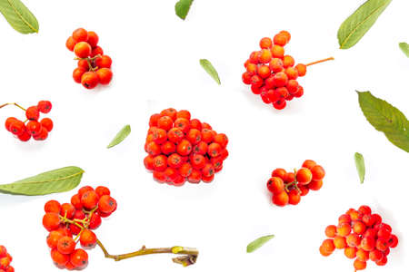 Bunches of red rowan berries on a white backgroundの写真素材