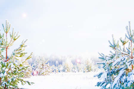 Frozen winter forest with snow covered trees. outdoor