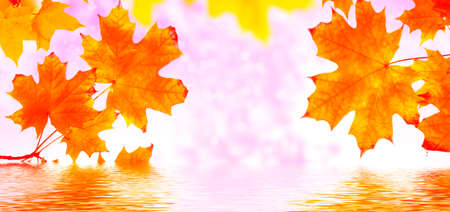 autumn landscape with bright colorful leaves. Indian summer. foliage.の写真素材